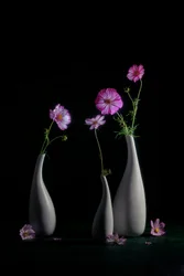Elegantes Stillleben mit Kosmeen