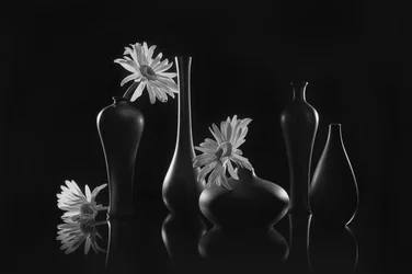 Elegantes Stillleben mit Gänseblümchen