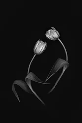Elegantes Tulpen-Duo