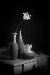 Elegantes Tulpenstillleben