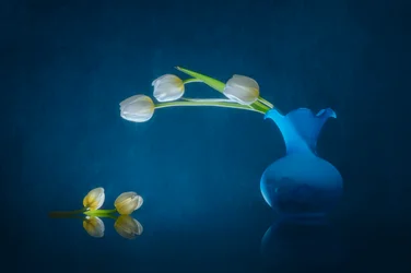 Elegante weiße Tulpen