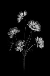 Monochrome Kosmeen