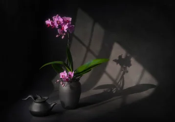 Eleganz einer beschatteten Orchidee