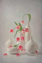 Zartrosa Tulpen