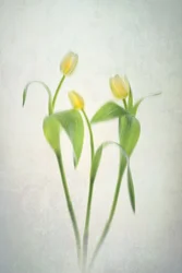 Zartgelbe Tulpen