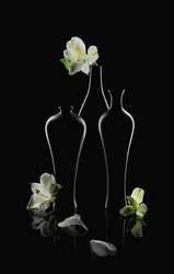 Weiße Blumen, dunkle Vasen