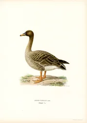 Saatgans