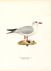 Lachmöwe (Farblithographie)
