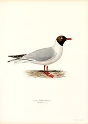 Lachmöwe