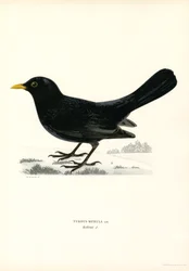 Amsel (Farblithographie)