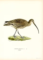 Großer Brachvogel