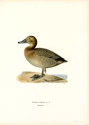 Tafelente