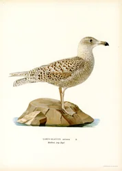 Eismöwe