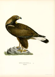 Steinadler