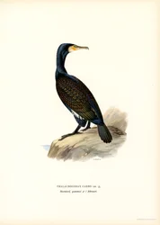 Kormoran