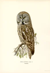 Bartkauz