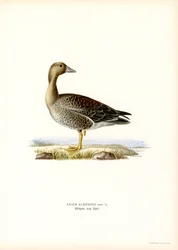 Blässgans