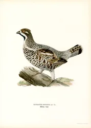 Haselhuhn