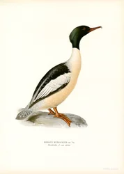 Gänsesäger
