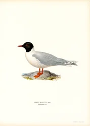 Zwergmöwe
