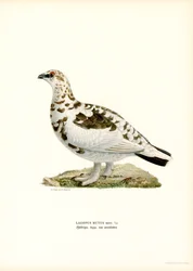 Alpenschneehuhn