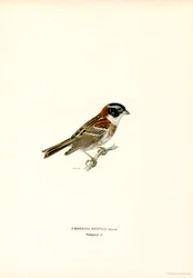 Zaunammer