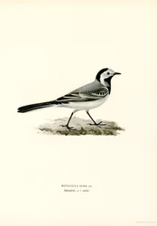 Bachstelze
