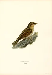 Wendehals