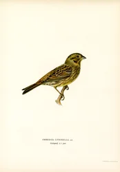 Goldammer (Farblithographie)