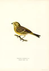Goldammer (Emberiza citrinella) (Farblithographie)