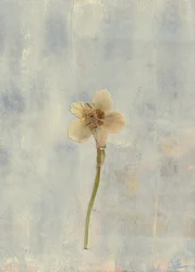 Zarte Gepresste Blume