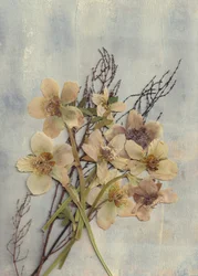 Zarte Gepresste Blumen