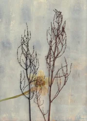 Minimalistische Getrocknete Botanicals