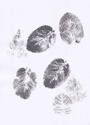 Minzblatt-Abdrücke