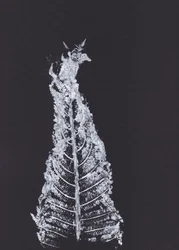 Weiße Farn-Silhouette