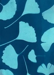 Ginkgo biloba