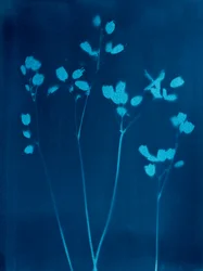 Kleine Blumen, 2023