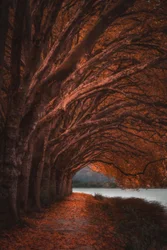Herbstlicher Baumtunnel