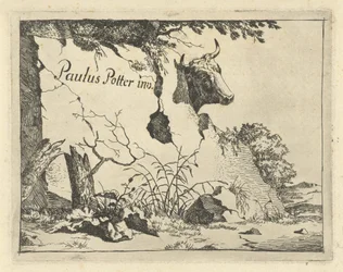 Kopf eines Rindes hinter einem Felsen