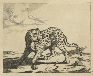 Leopard, nach links stehend, Kopf nach rechts (Serie: Leoparden)