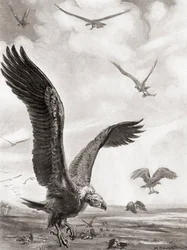 Geier tragen die Glieder der im Kampf Gefallenen davon, aus Hutchinsons Geschichte der Nationen, veröffentlicht 1915