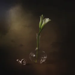 Elegante Calla-Lilien