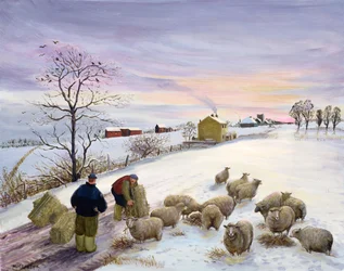 Schafe im Winter füttern