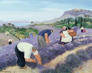Lavendel