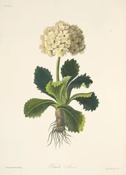 Aurikel, aus Florale Illustrationen der Jahreszeiten, veröffentlicht 1829