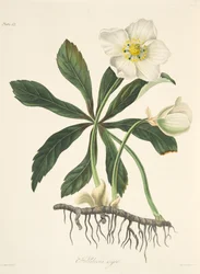 Schwarze Nieswurz oder Christrose, aus Blumenillustrationen der Jahreszeiten, veröffentlicht 1829
