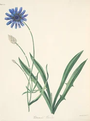 Blaue Catananche, aus Floral Illustrations of the Seasons, veröffentlicht 1829