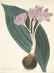 Breitblättriger Wiesensafran, aus Floral Illustrations of the Seasons, veröffentlicht 1829