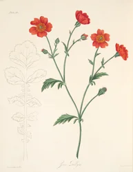 Chilenische Avens, aus Floral Illustrations of the Seasons, veröffentlicht 1829