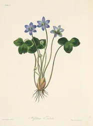 Gemeine Blaue Leberblümchen, aus Florale Illustrationen der Jahreszeiten, veröffentlicht 1829